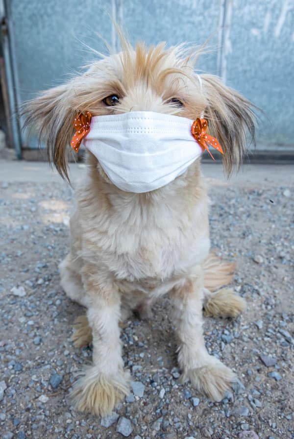 Chien malade ayant le coronavirus