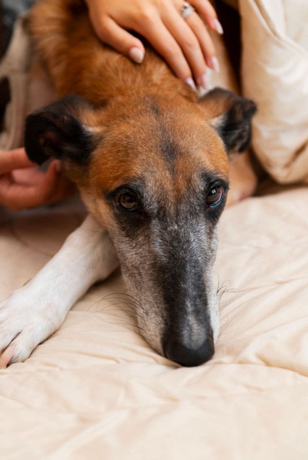 Chien fatigué après une crise d'épilepsie