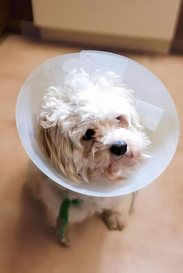 Chien avec une collerette pour traiter un impétigo