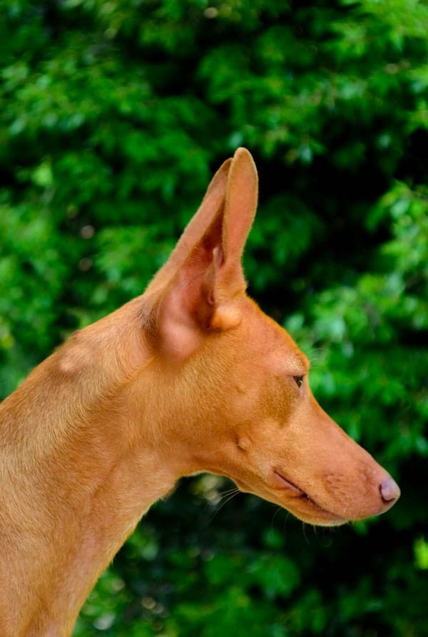Chien ayant la maladie d'Aujeszky