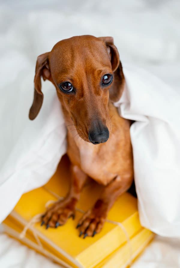 Chien couché suite à un malaise