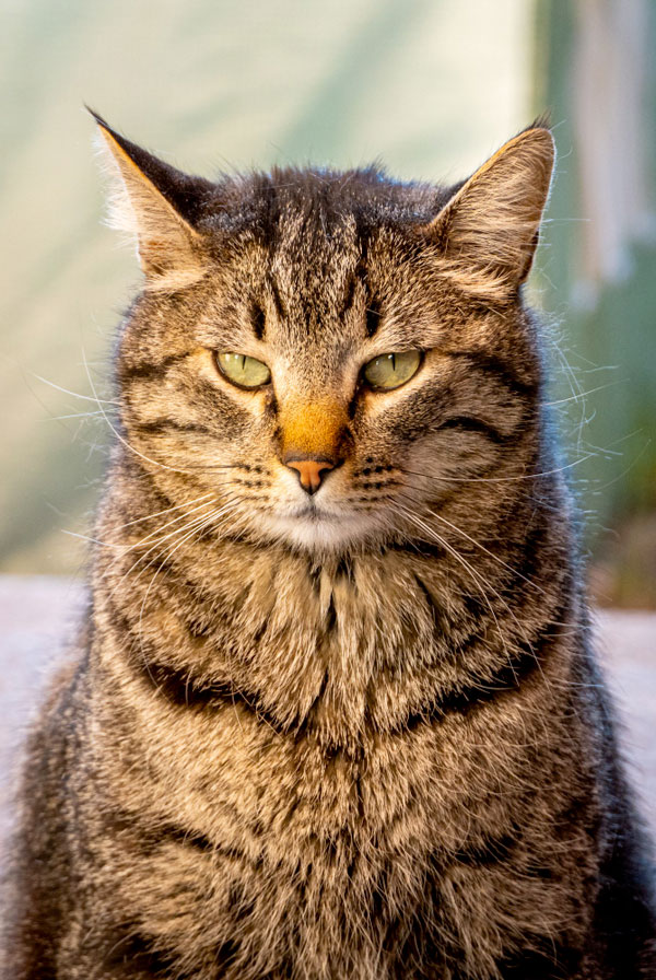 Chat ayant un méningiome