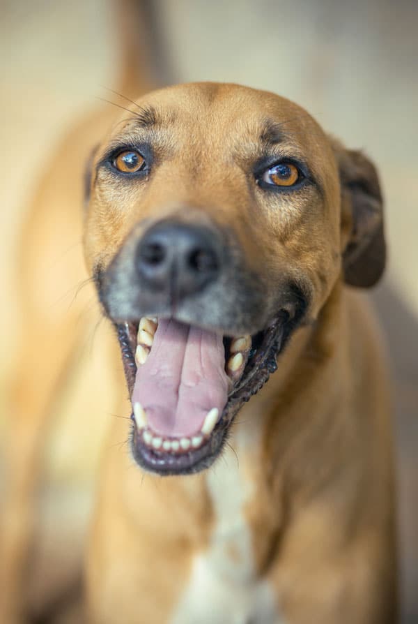 Chien ayant une oesophagite
