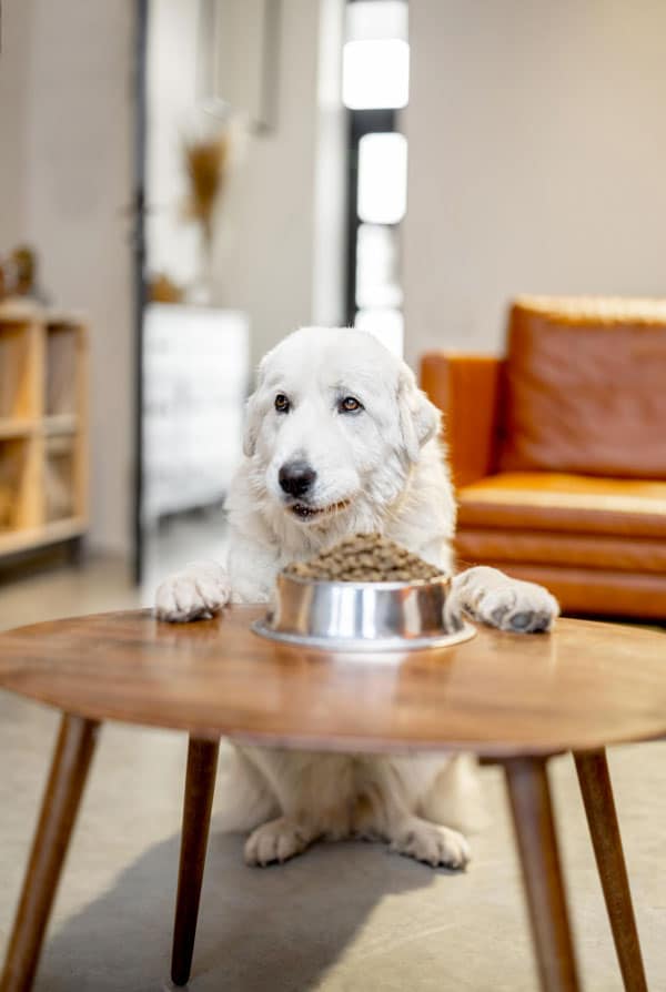 Chien ayant une perte d'appétit devant sa gamelle