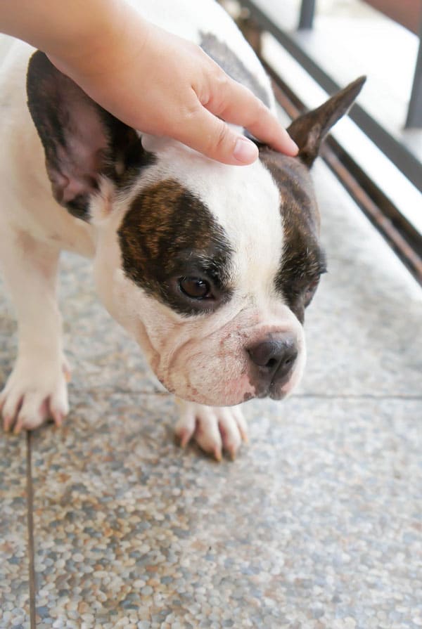 Chien ayant des puces