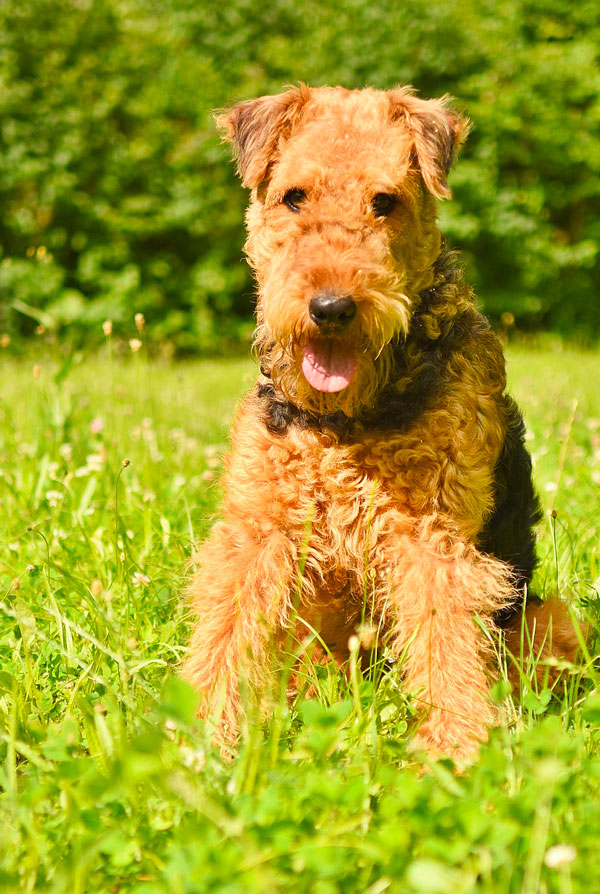 Accueillir un chiot Airedale Terrier