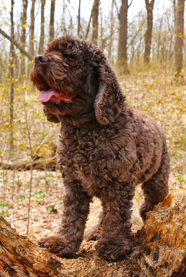 Accueillir un chiot Barbet