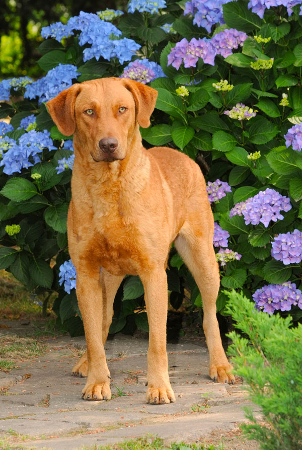 Accueillir un chiot Broholmer