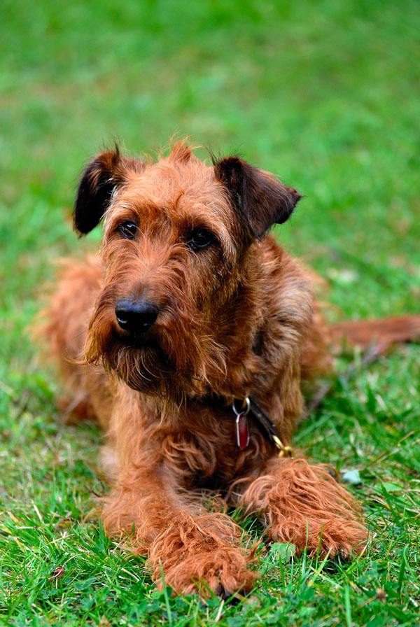 Activités physiques chiot Airedale Terrier