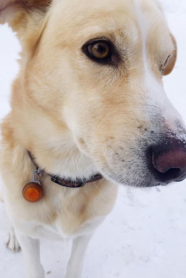 Chien ayant une allergie aux piqûres de puce