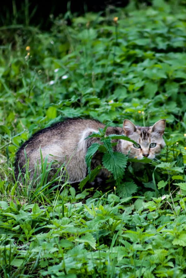 Chat dans une forêt atteint d'anaplasmose