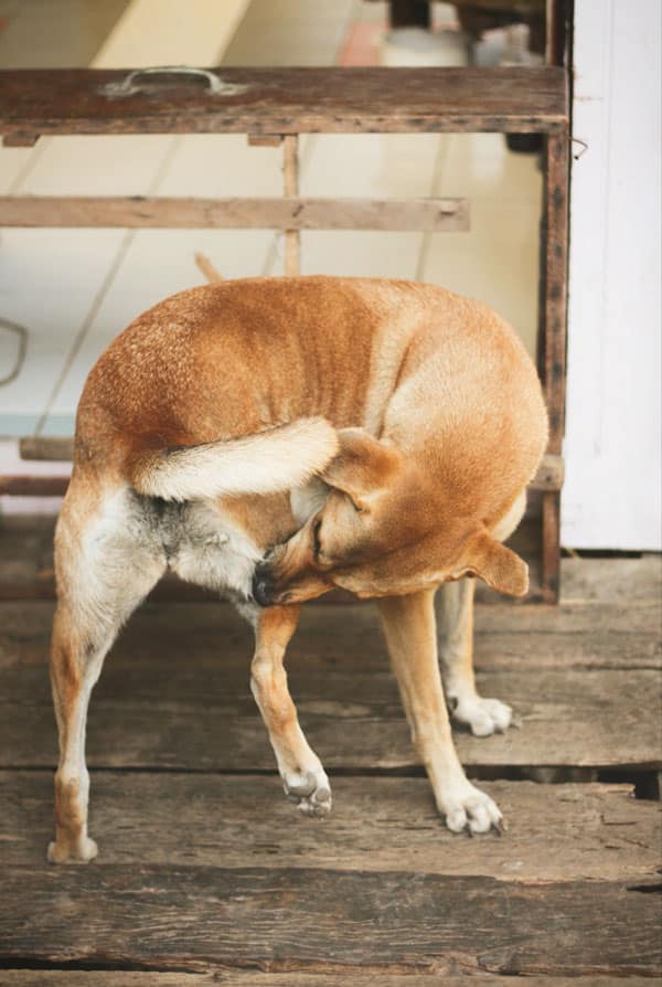 Chien qui se gratte à cause des aoûtats
