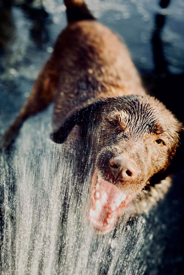 Chien ayant une campylobactériose