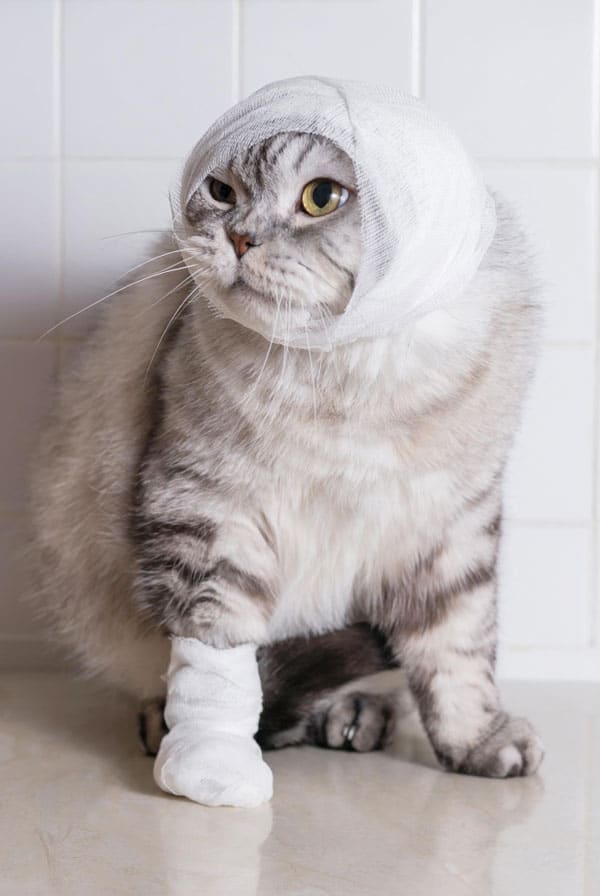 Chat qui a subi une opération pour un cancer du cerveau
