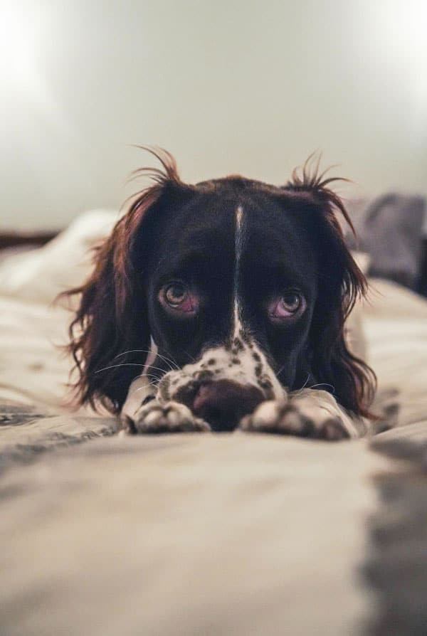 Chien fatigué par un cancer du cerveau