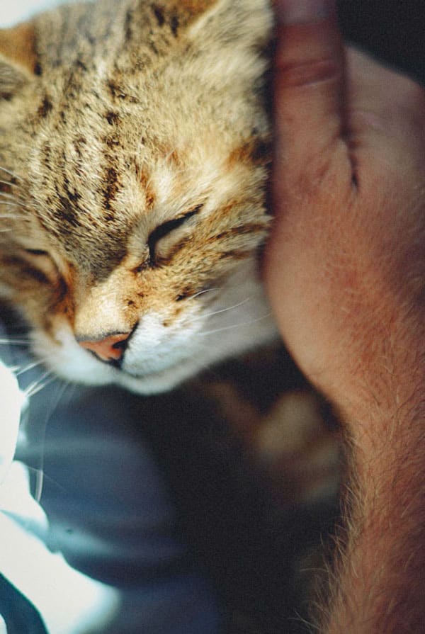 Chat ayant un cancer de l'estomac