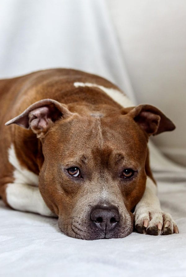 Chien ayant un cancer du foie