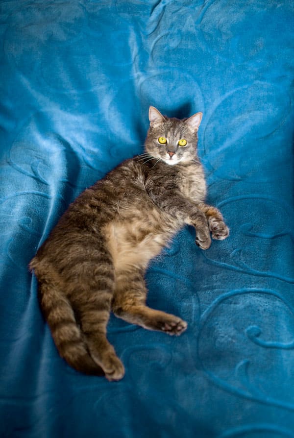 Chat atteint du cancer de l'intestin