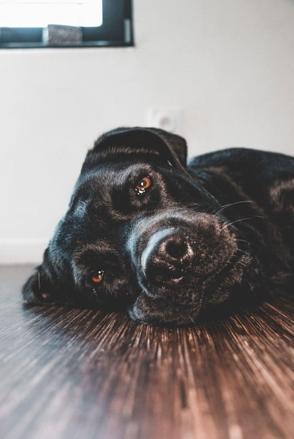 Chien ayant un cancer du poumon