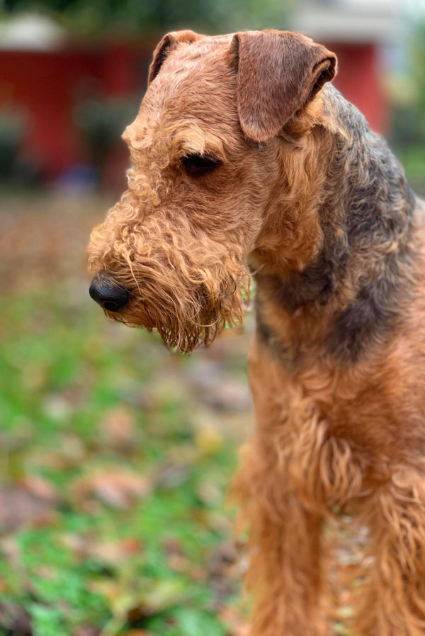 Caractéristiques physiques du Airedale Terrier