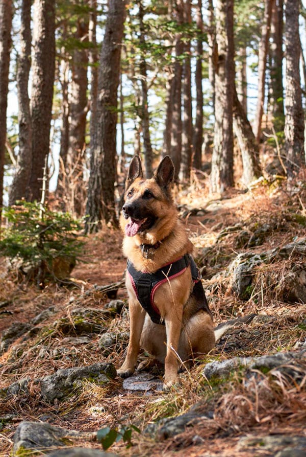 chien en balade a la foret