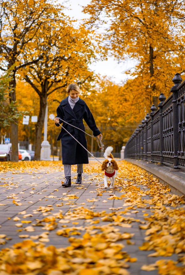 chien en balade en ville