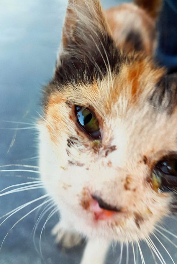 Chat atteint de chlamydiose