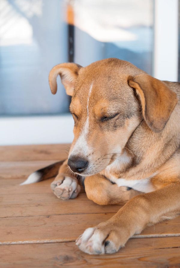 Chien souffrant d'un collapsus trachéal