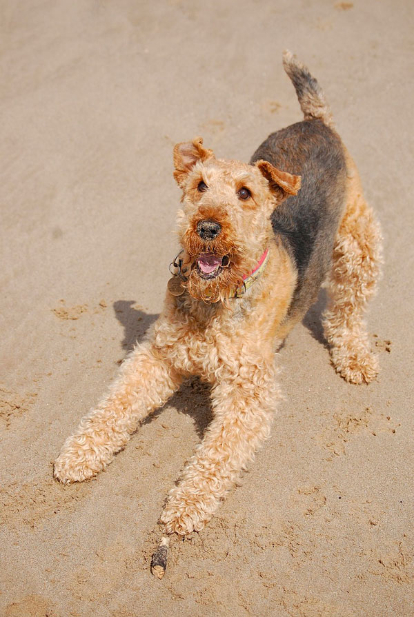 Comportement du Airedale Terrier