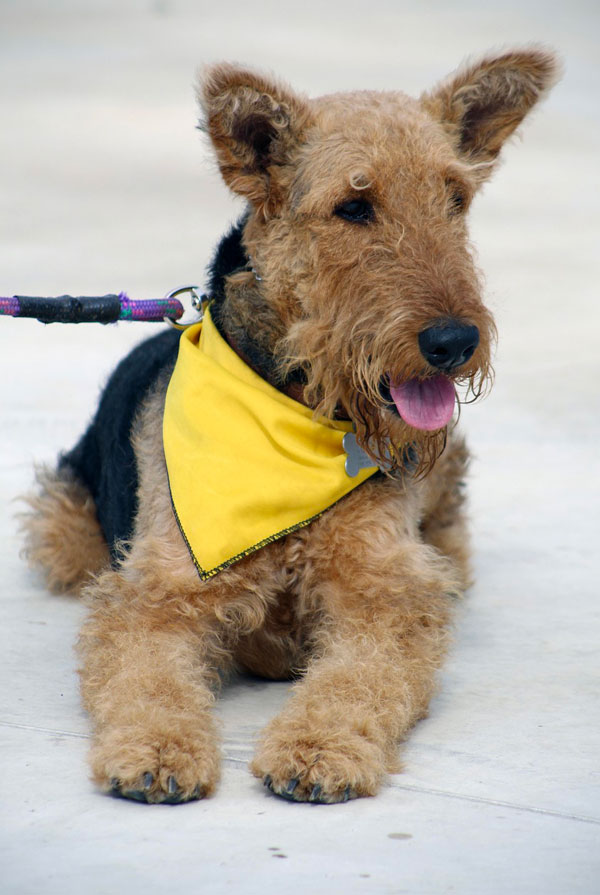 Cout d'entretien d'un Airedale Terrier
