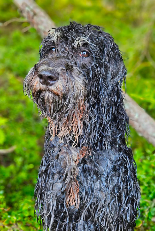 Cout d'entretien d'un Barbet