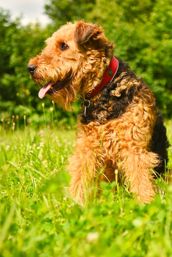 Education du chiot Airedale Terrier