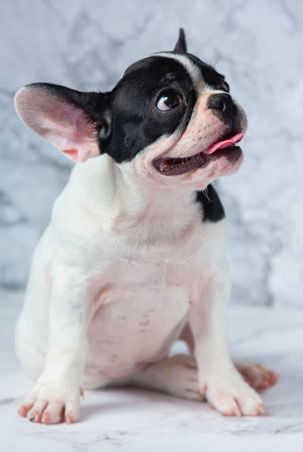 Chiot type Bouledogue avec une fente palatine