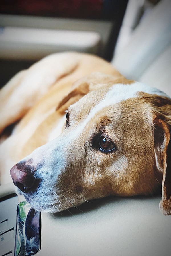 Chien avec un mal de ventre suite à une gastrite