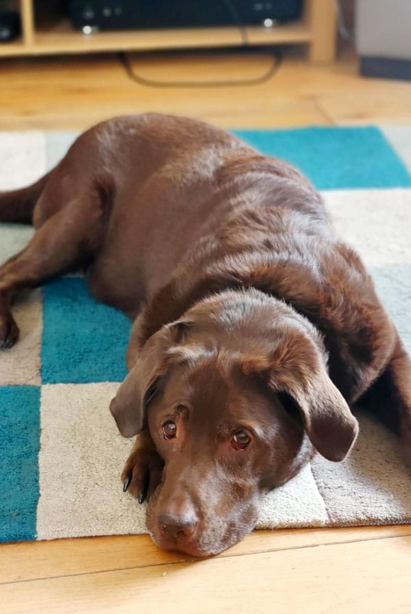 Chien avec une hernie ombilicale