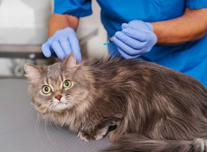 image mise en avant chat vaccin