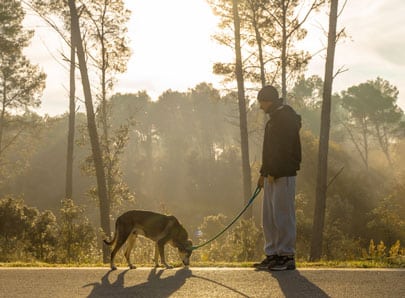 chien en balade foret avec son maitre
