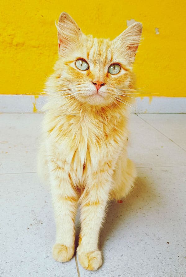 Chat ayant la jaunisse