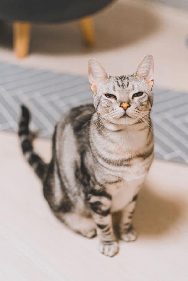 Chat atteint de leucodystrophie