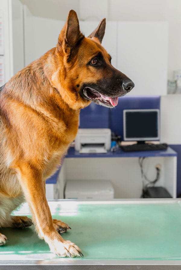 Chien type Berger Allemand chez le vétérinaire pour un lupus