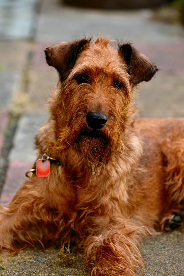 Maladies du Airedale Terrier