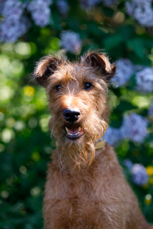 Origine du Airedale Terrier