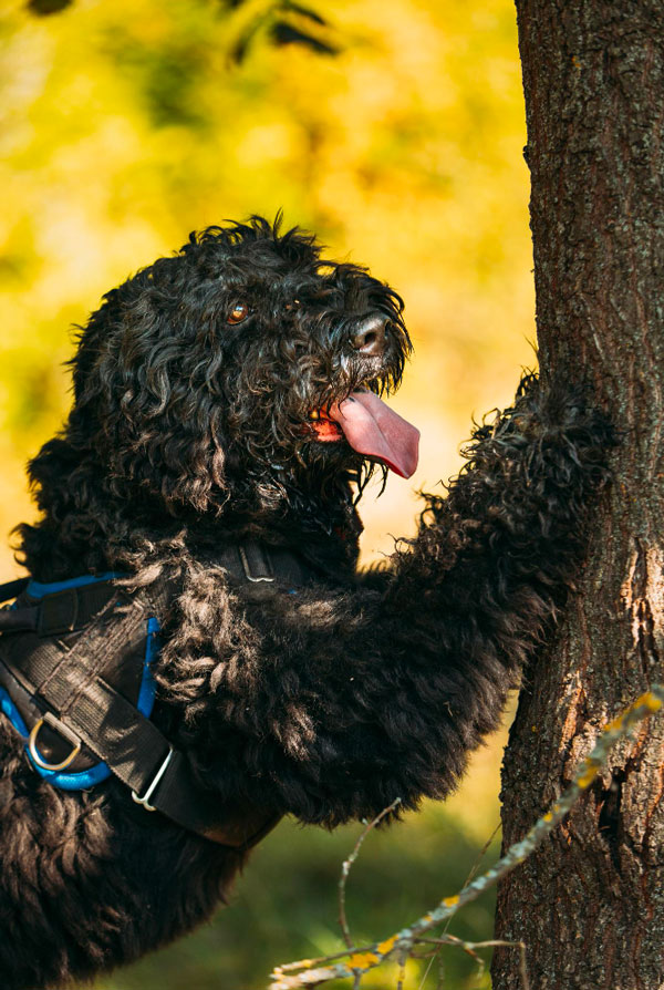 Origine du Barbet