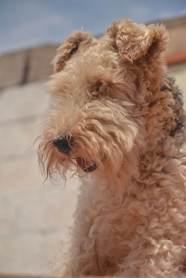 Prix d'achat Airedale Terrier