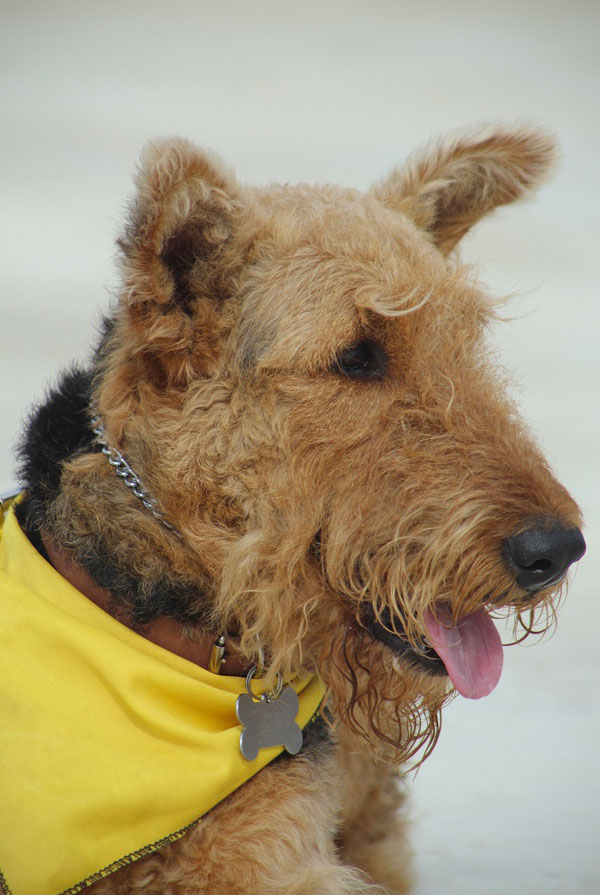 Santé du Airedale Terrier