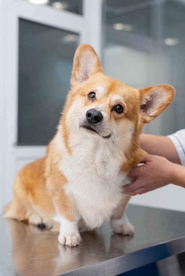 Chien chez le vétérinaire pour une séborrhée