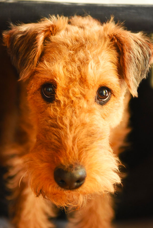 Souscrire assurance Airedale Terrier