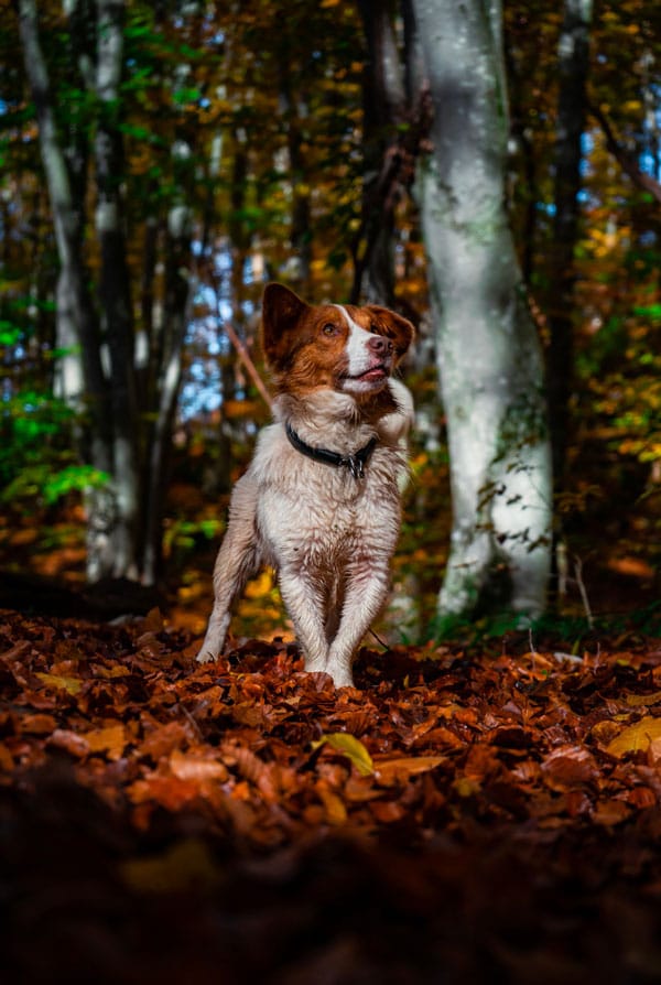 Chien ayant une vasculopathie