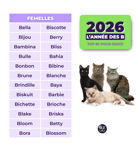 Nom en B chats femelles 2026