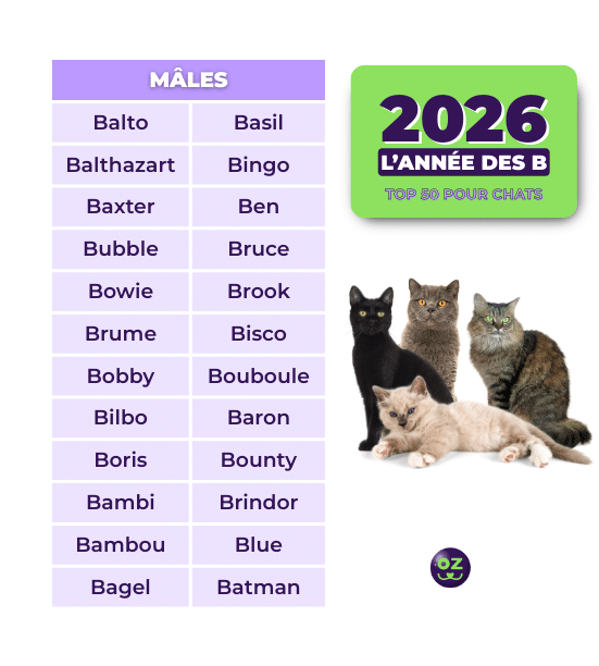 Noms de chats males en B pour 2026